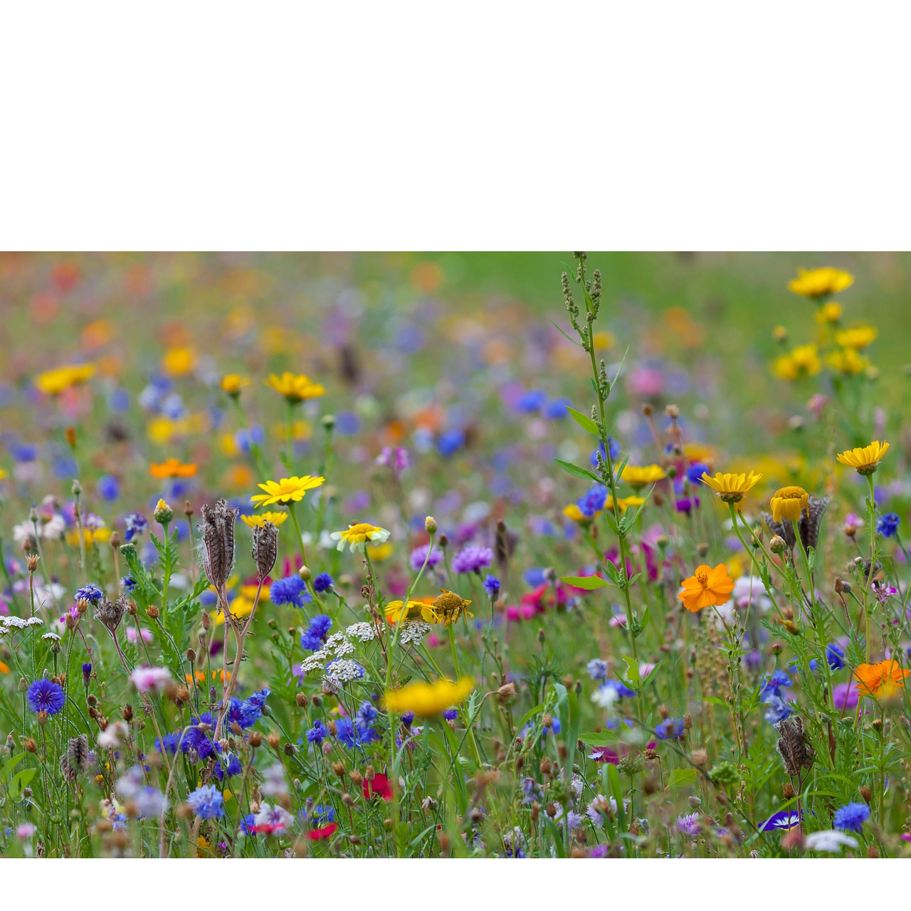 Blumenwiese als Kleine Bienenretter